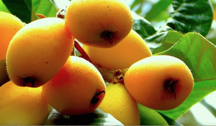 Juice Loquat Fruit Food Orange - Local - Persimmon Transparent PNG
