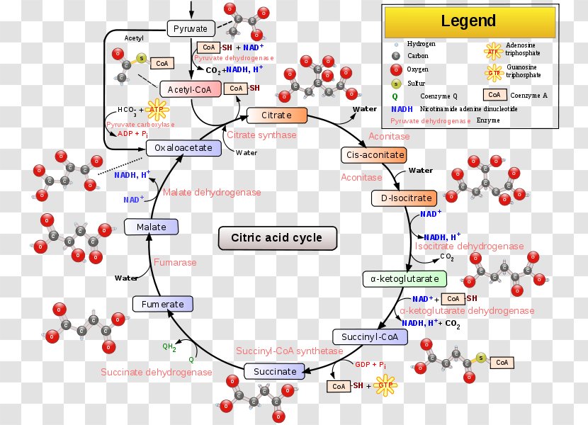 Citric Acid Cycle Tricarboxylic Cellular Respiration Aconitic - Technology - Succinyl Coenzyme A Synthetase Transparent PNG