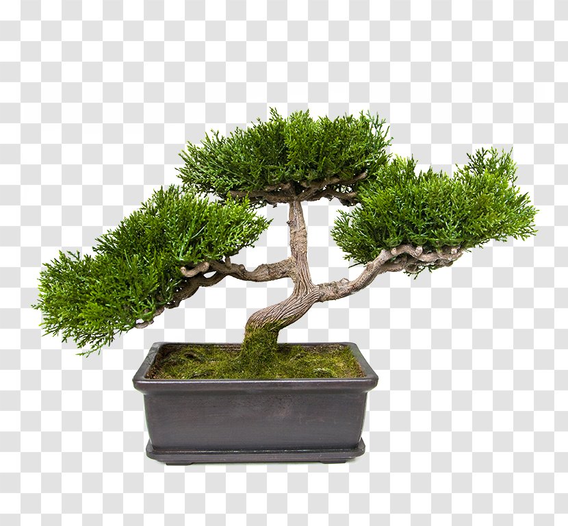 Succulent Plant Penjing Tree Bonsai Transparent PNG