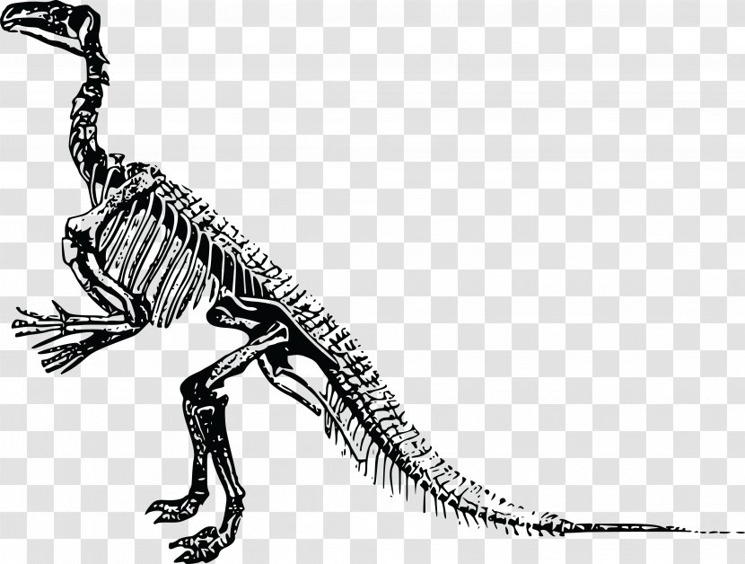 Tyrannosaurus Triceratops Stegosaurus Dinosaur Skeleton - Black And White Transparent PNG