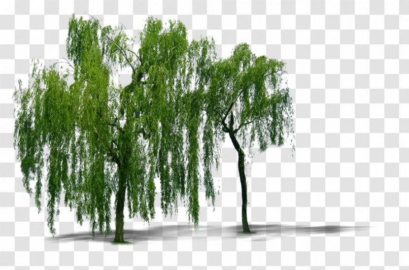 Weeping Willow Tree Computer File - Plant Trees Transparent PNG