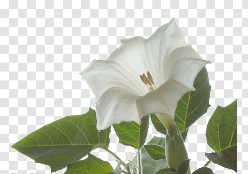 Angel's Trumpet Jimsonweed Plant Family Floral Formula - Presentation Transparent PNG