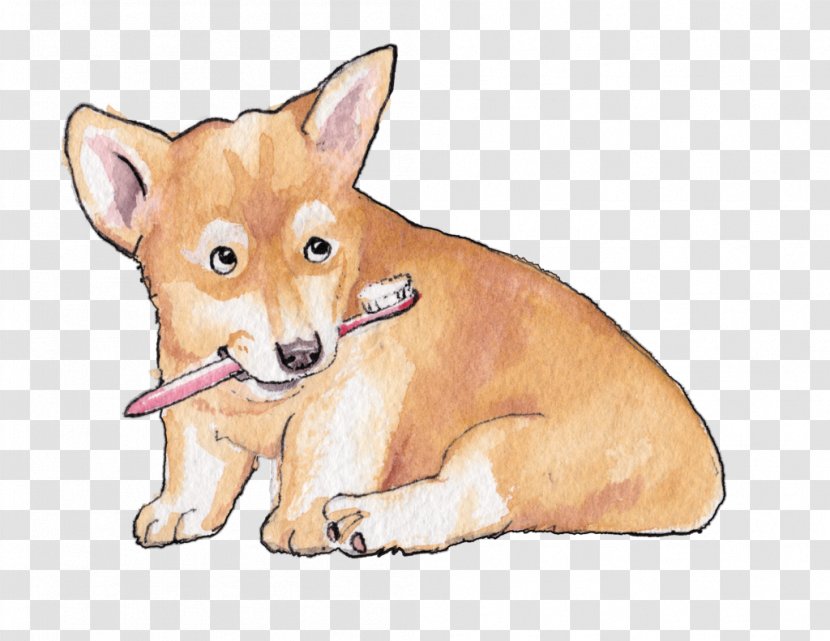 Dog Teeth Cleaning Dingo Dhole Red Fox - Whiskers - Canis Canaan Transparent PNG
