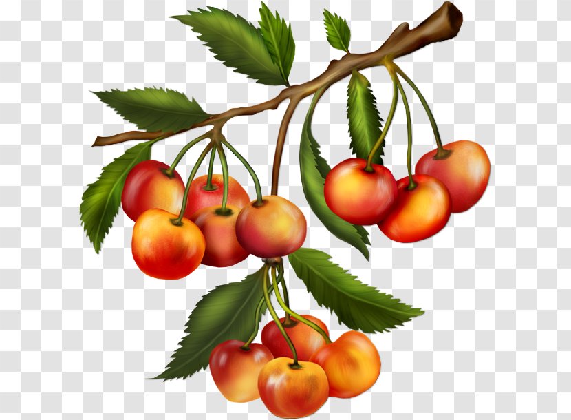 Cherry Fruit Food Trinity Transparent PNG