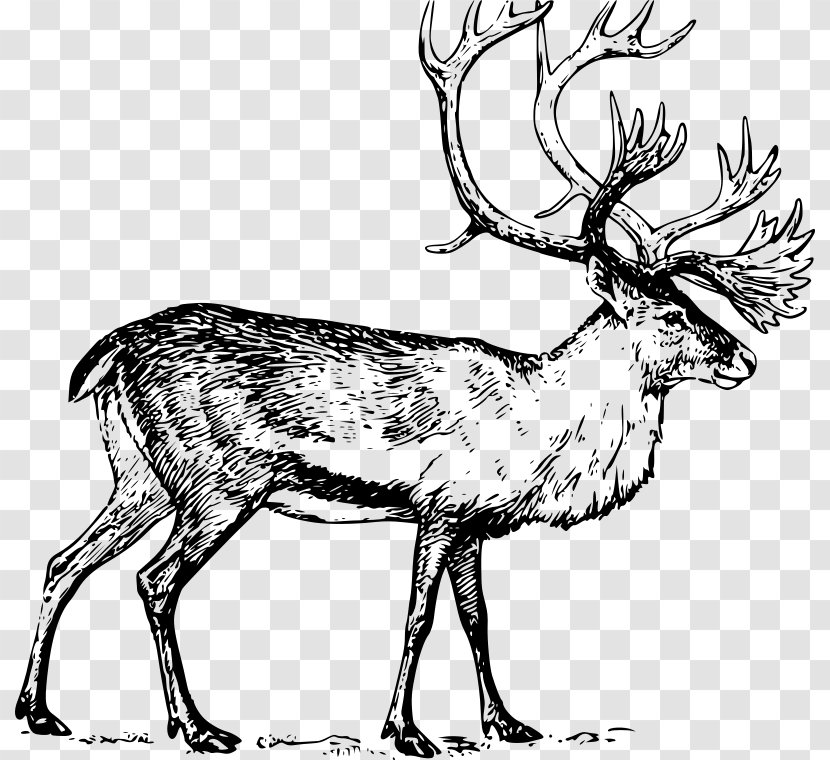 Deer Drawing Boreal Woodland Caribou Line Art Clip - Musk Transparent PNG