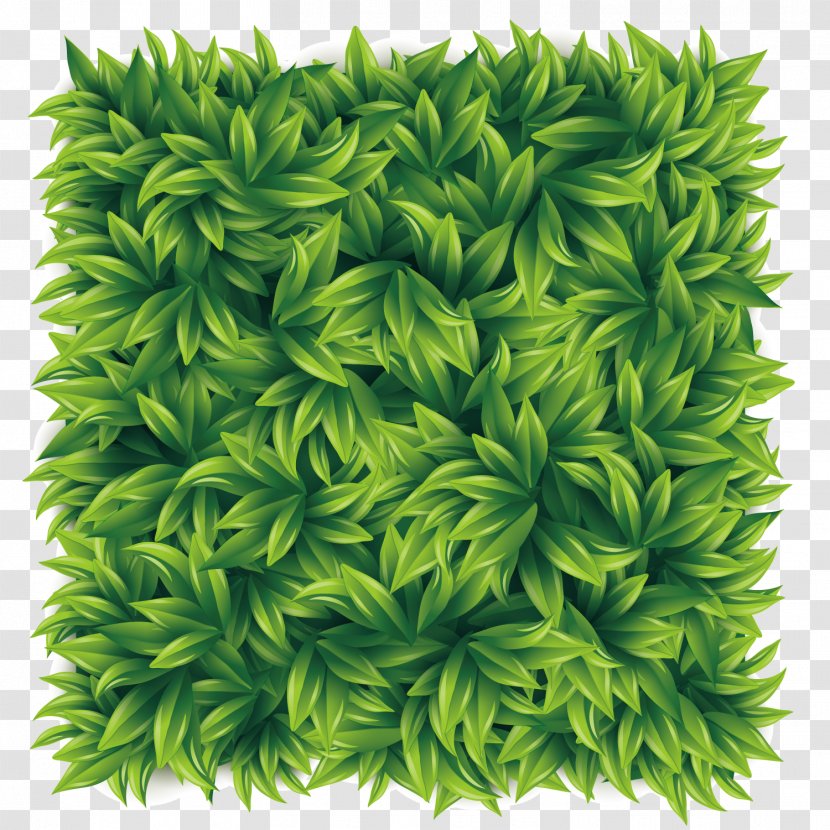 Stock Illustration - Tree - Green Tea Transparent PNG