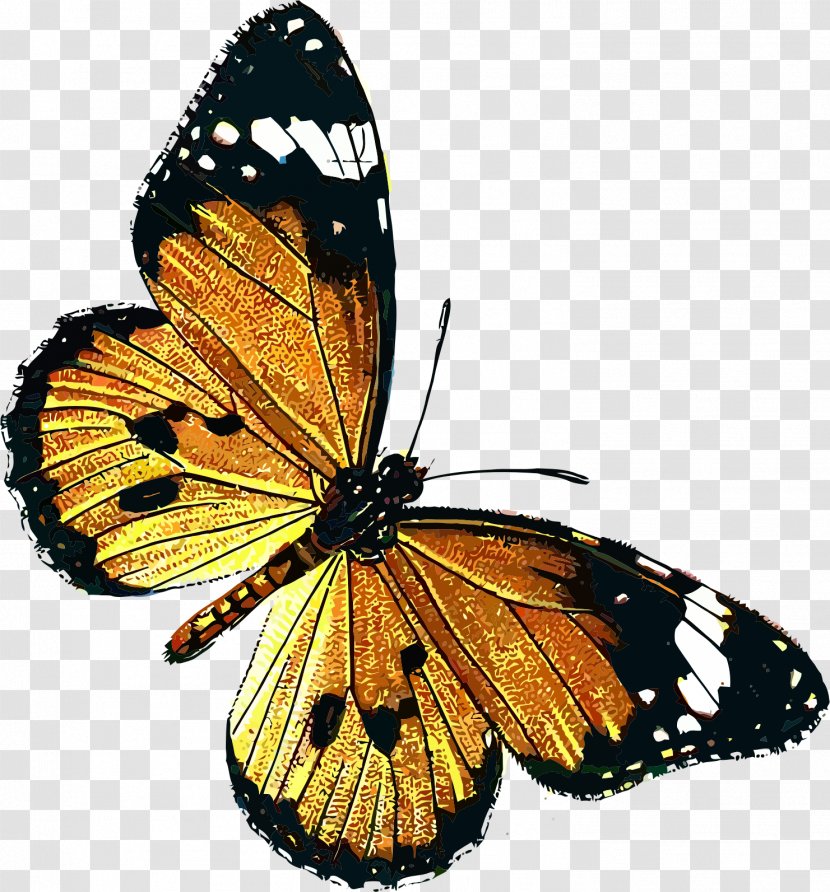 Butterfly Public Domain Clip Art - Moths And Butterflies - Yellow Border Transparent PNG