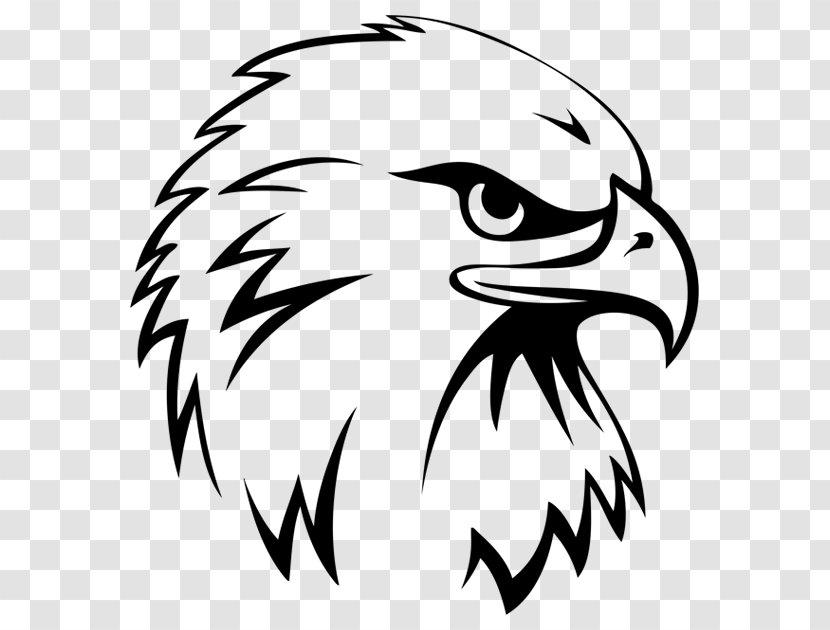 Bald Eagle Drawing Sports - Head Transparent PNG