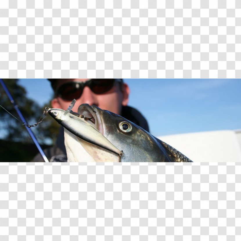 Fishing Baits & Lures Asp Plug - Black Fly Transparent PNG