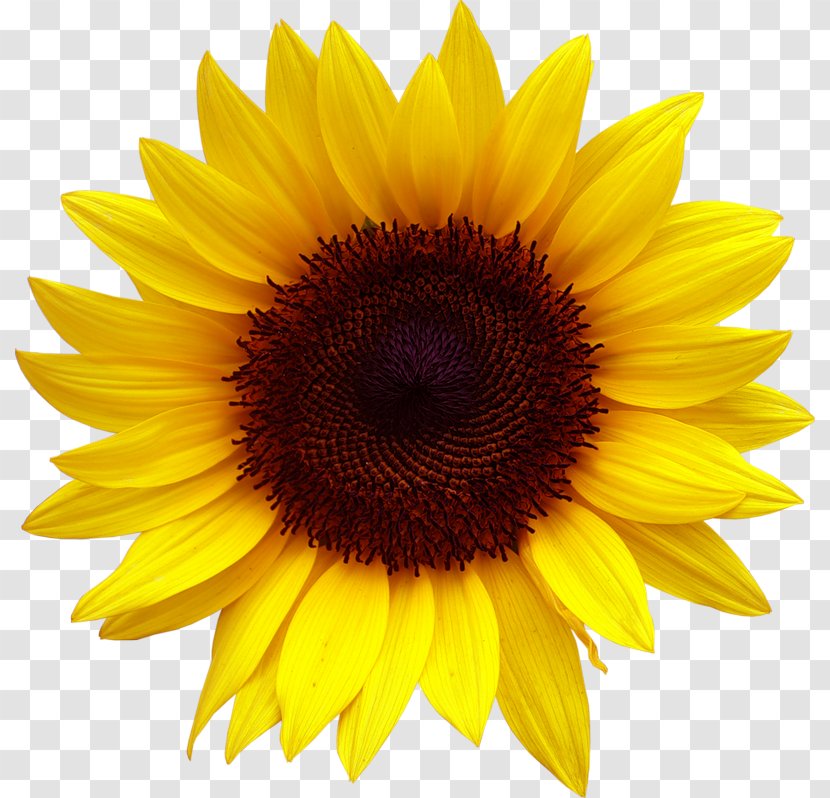 Common Sunflower Desktop Wallpaper Clip Art - Seed - Flower Transparent PNG