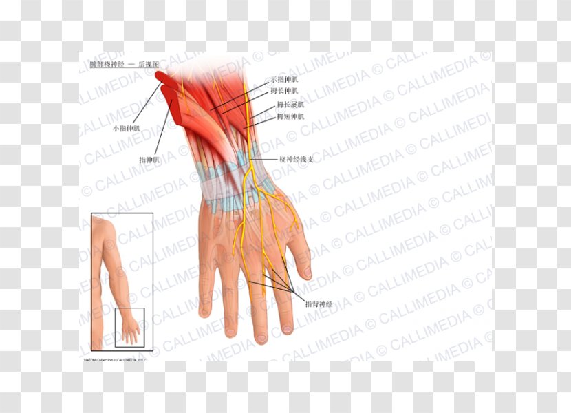 Radial Nerve Wrist Anatomy Artery - Frame - Hand Transparent PNG