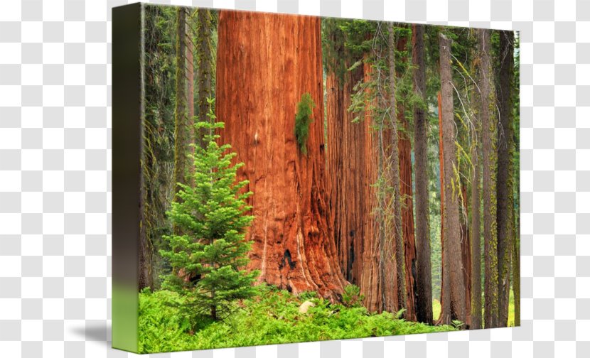 Sequoia National Park Grizzly Giant Trunk Forest - Wood - Tree Transparent PNG