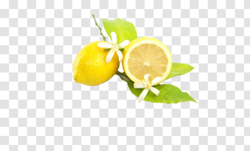 Juicer Lemon Squeezer Fruit - Seed Transparent PNG