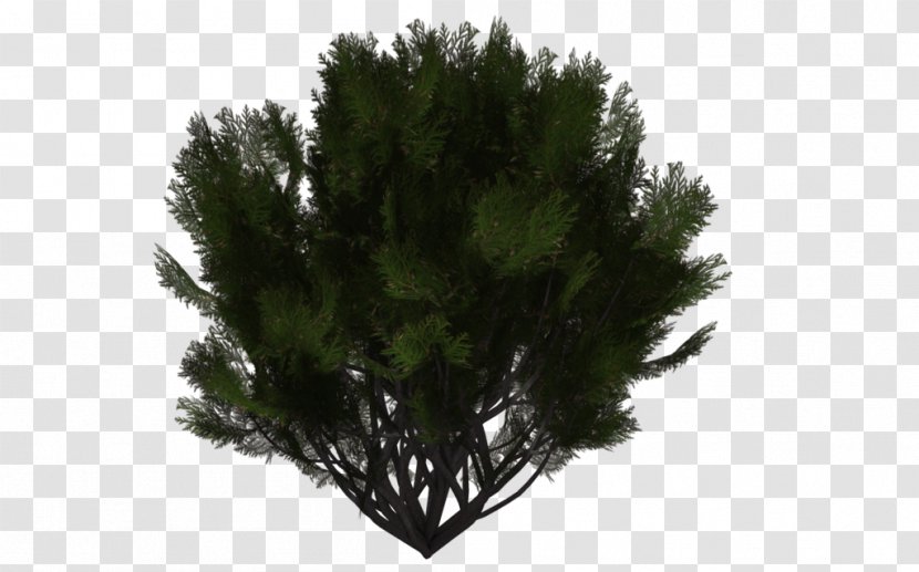 Shrub Tree Evergreen Pine - Conifer Transparent PNG