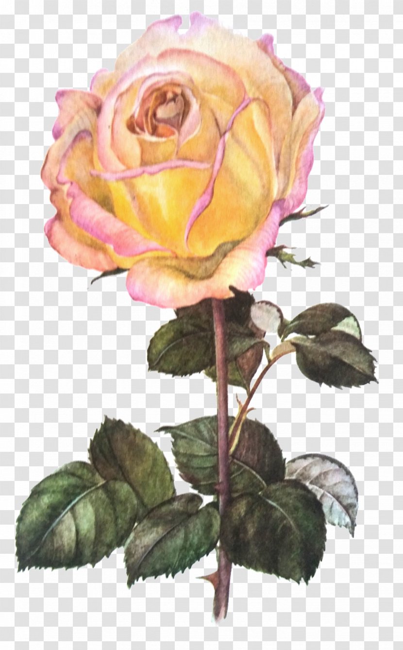 Garden Roses Cabbage Rose Cut Flowers Flower Bouquet - Pink Transparent PNG