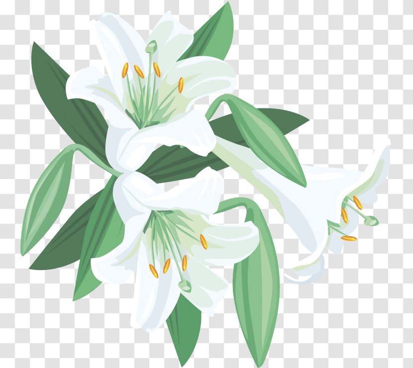 Lilium Ben Weatherstaff Complete The Words - Lily Of Valley Transparent PNG