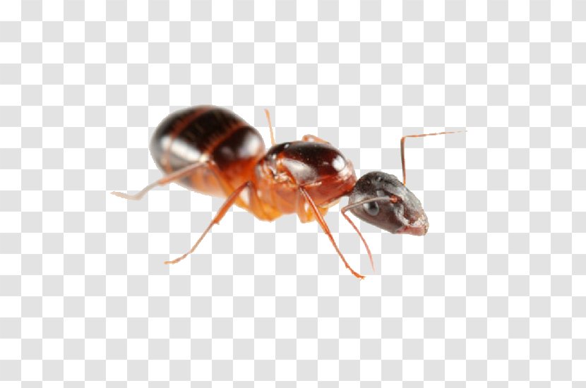 Carpenter Ant Pest Control Colony - Organism - House Transparent PNG