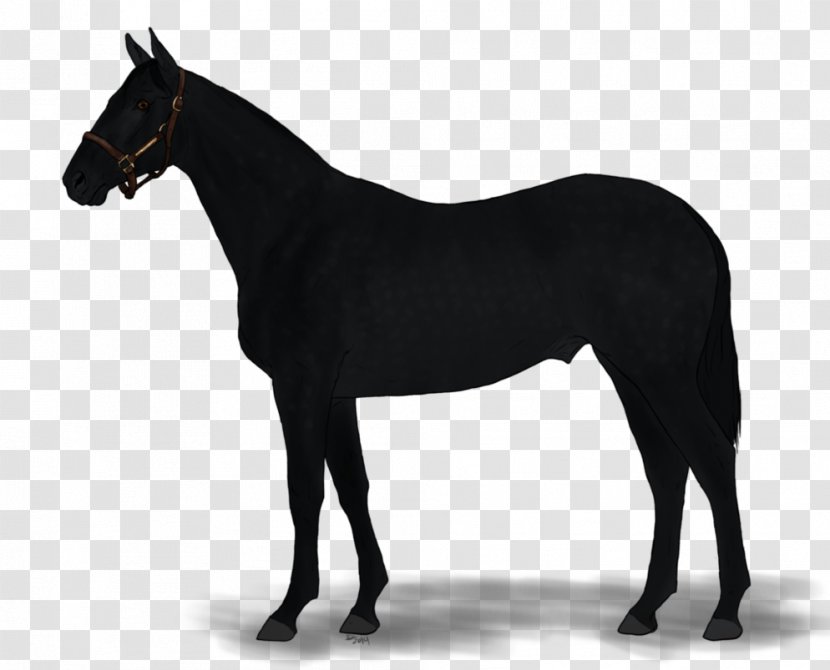 Australian Stock Horse Thoroughbred American Quarter Anglo-Arabian - Tack - Warmblood Transparent PNG