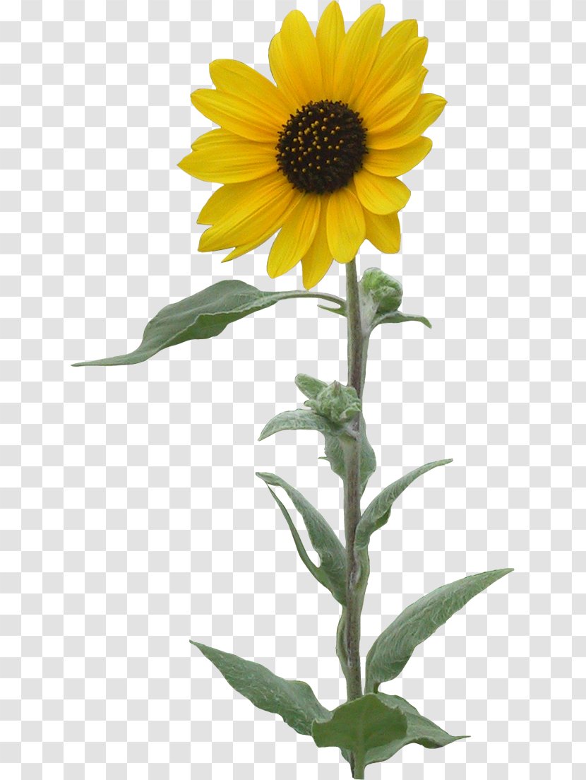 Common Sunflower Clip Art - Flower Transparent PNG