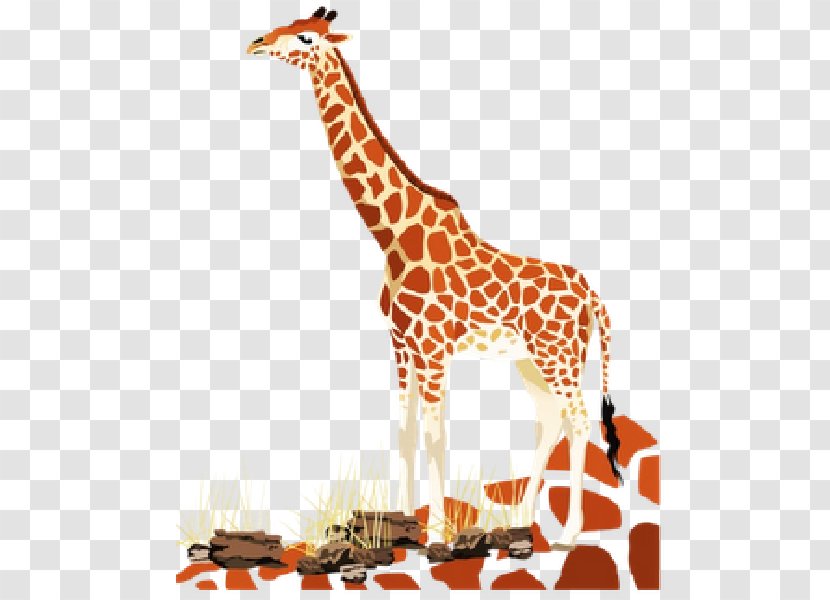 Northern Giraffe Baby Giraffes Animal Stock Photography - Wildlife - Watercolor Transparent PNG