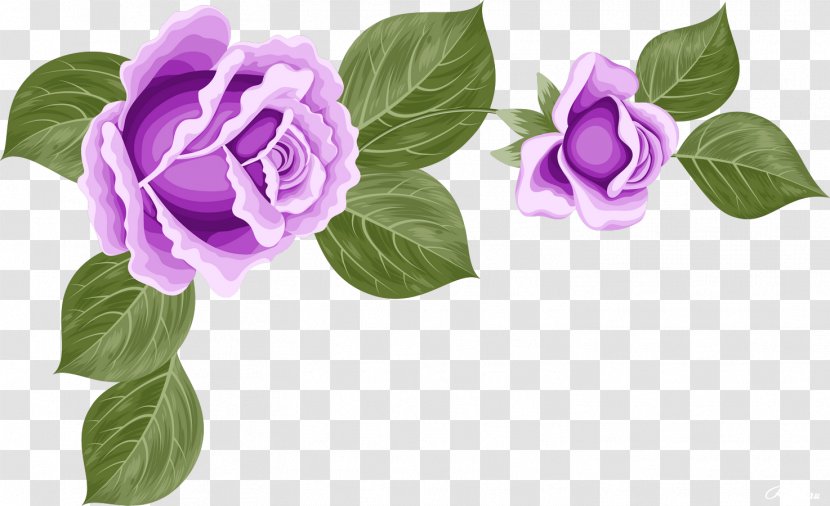 Garden Roses Cut Flowers Centifolia Purple - 50 Transparent PNG
