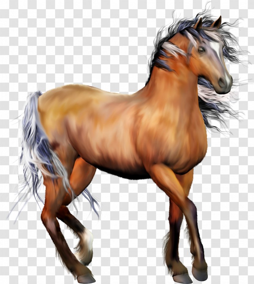 Appaloosa Wild Horse Clip Art - Presentation - Mane Transparent PNG