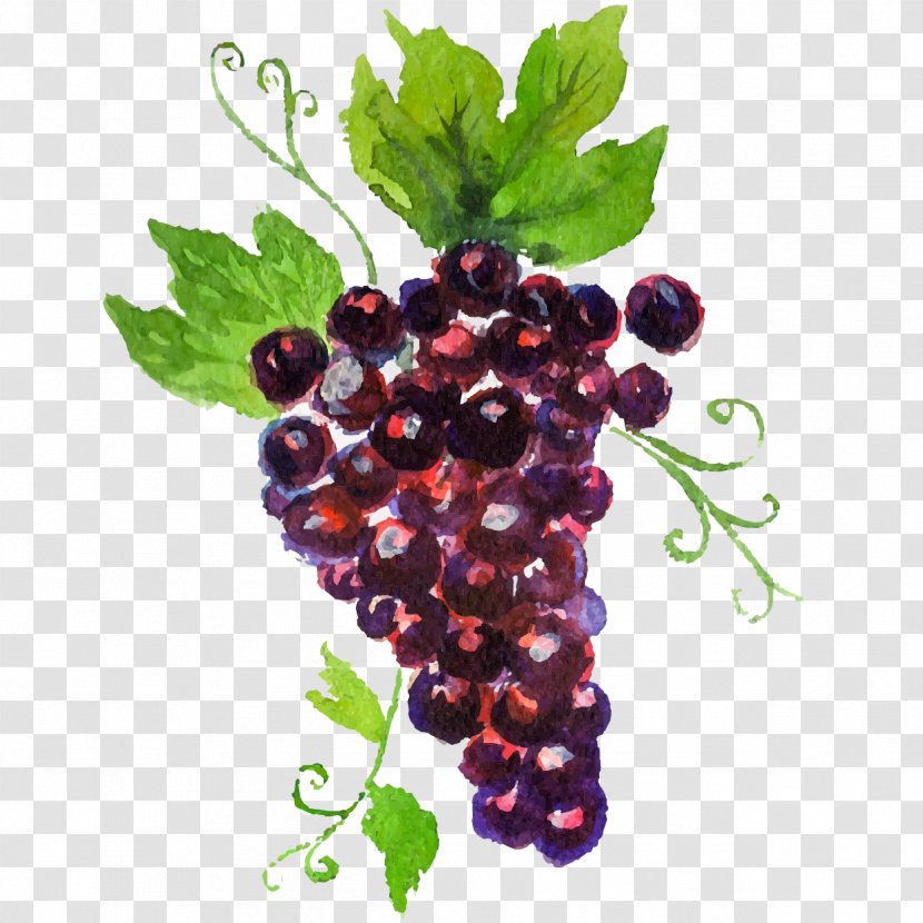 Grape Auglis Watercolor Painting - Pomegranate - Hand-painted Grapes Transparent PNG