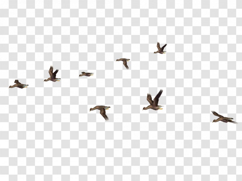 Bird Flight Clip Art Transparent PNG