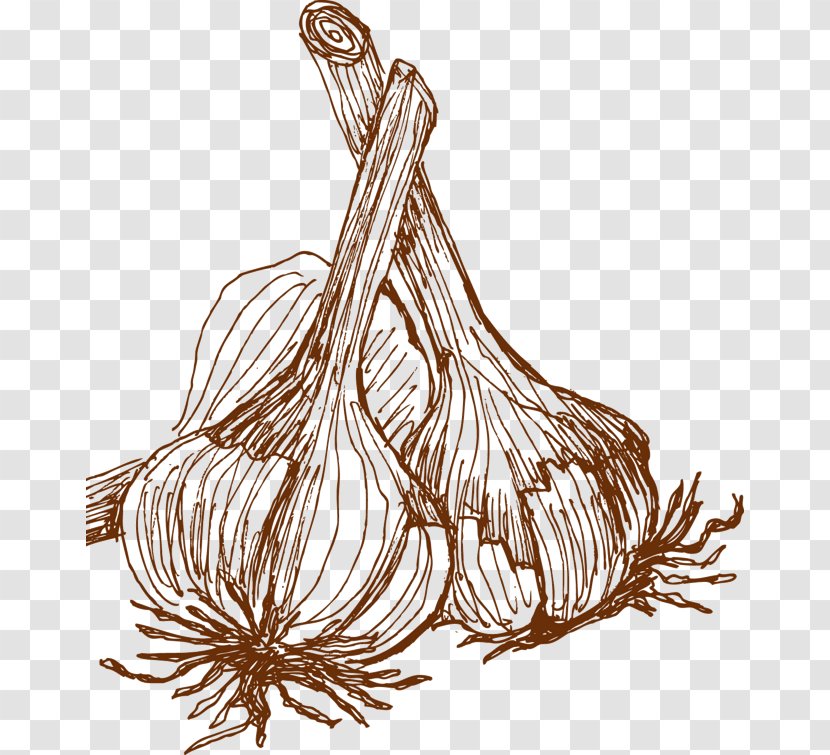 Vegetable Garlic Adobe Illustrator - Food - Hand Painted Material Transparent PNG