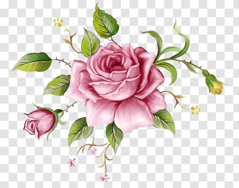 Garden Roses - Rose Family - Petal Transparent PNG