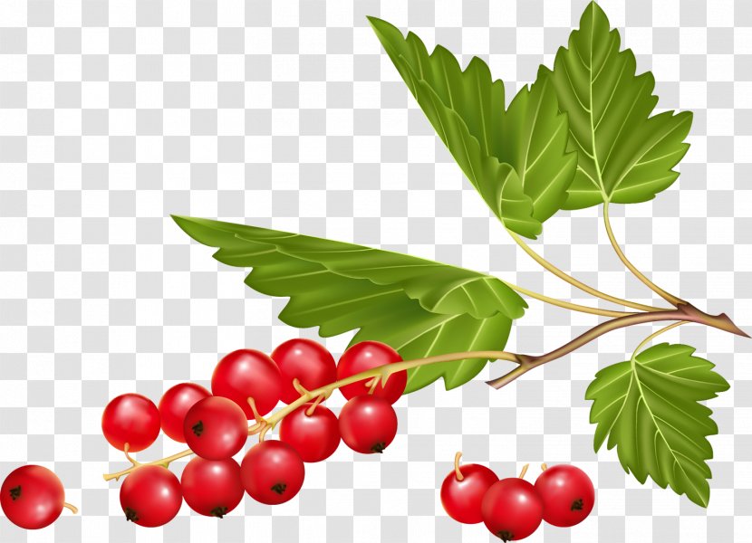 White Currant Redcurrant Ribes Aureum Berry Blackcurrant - Berries Transparent PNG