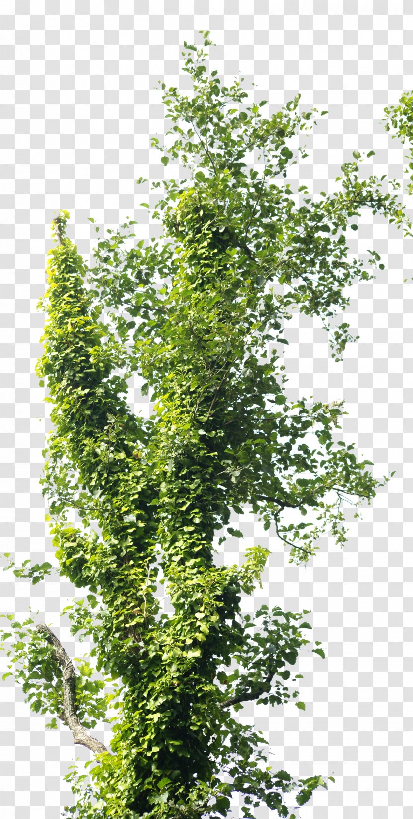 Branch Tree Trunk Reforestation - Leaf - Coriander Transparent PNG