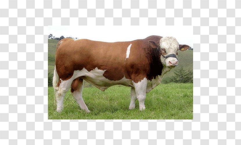 Shorthorn Dairy Cattle Simmental Hereford Zebu - Cow Goat Family - Bull Transparent PNG