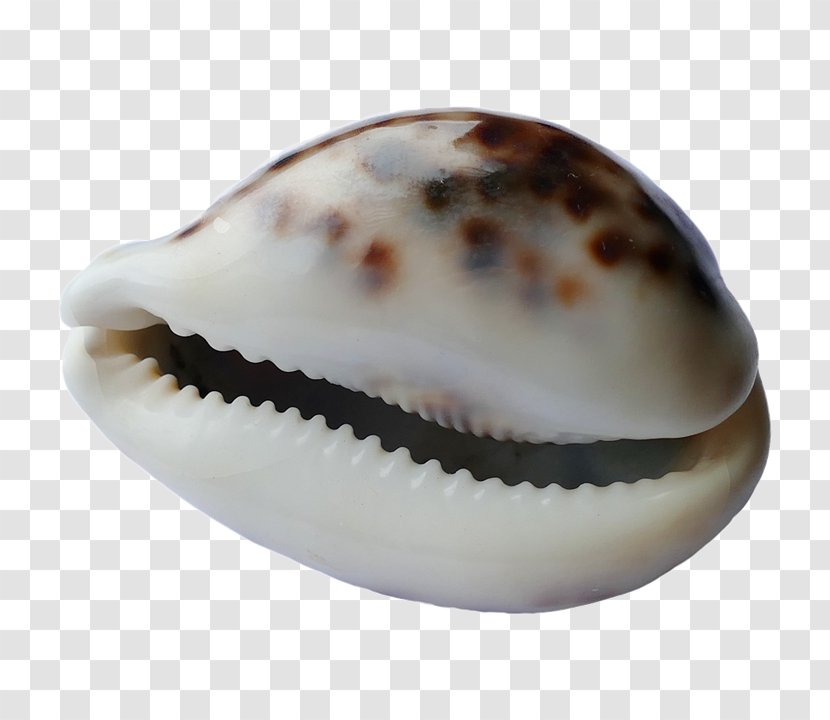 Cockle Spiaggia Del Conte Seashell Conchology - Mollusc Shell Transparent PNG
