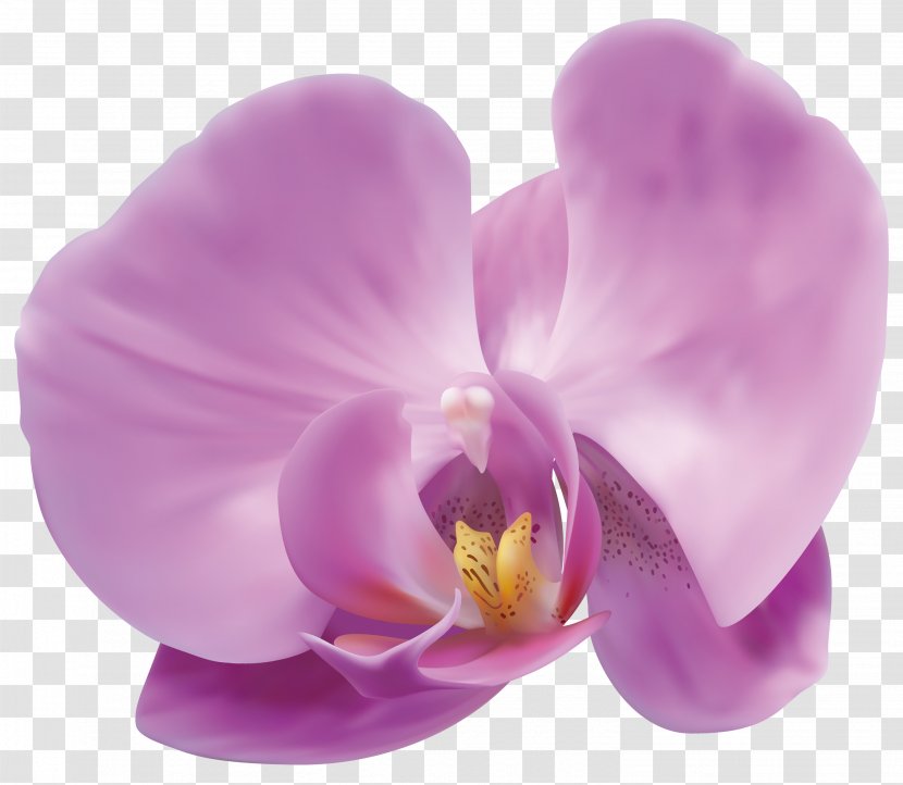 Popular Orchids Flower Clip Art - Rose - Orchid Transparent PNG