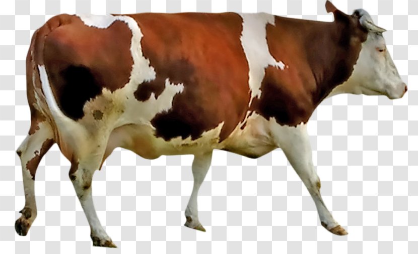 Beef Cattle Milk Anatomy Livestock Dairy - Silhouette - Beefsteak Transparent PNG