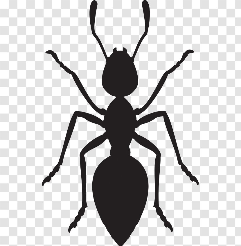 Ant Insect Transparent PNG