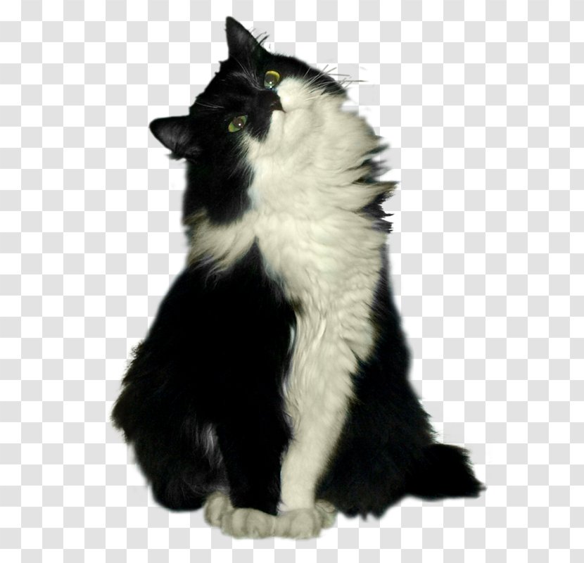 Norwegian Forest Cat Whiskers Cheshire Black - Domestic Long Haired - Head Up The Transparent PNG