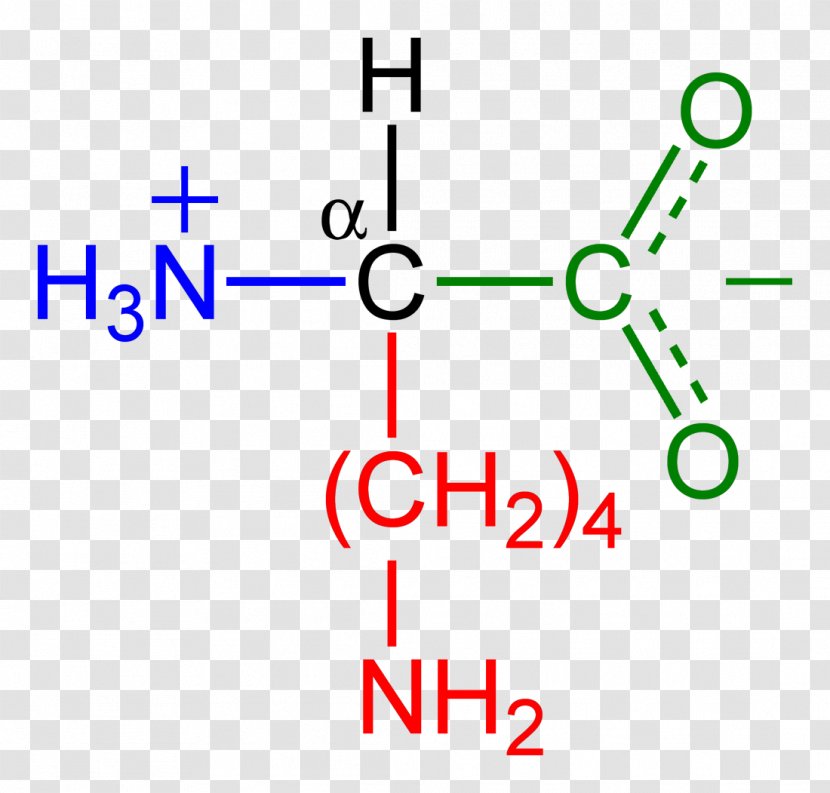 Amino Acid Amine Methionine Protein Structure - Tree - Low-carbon Environmental Protection Transparent PNG