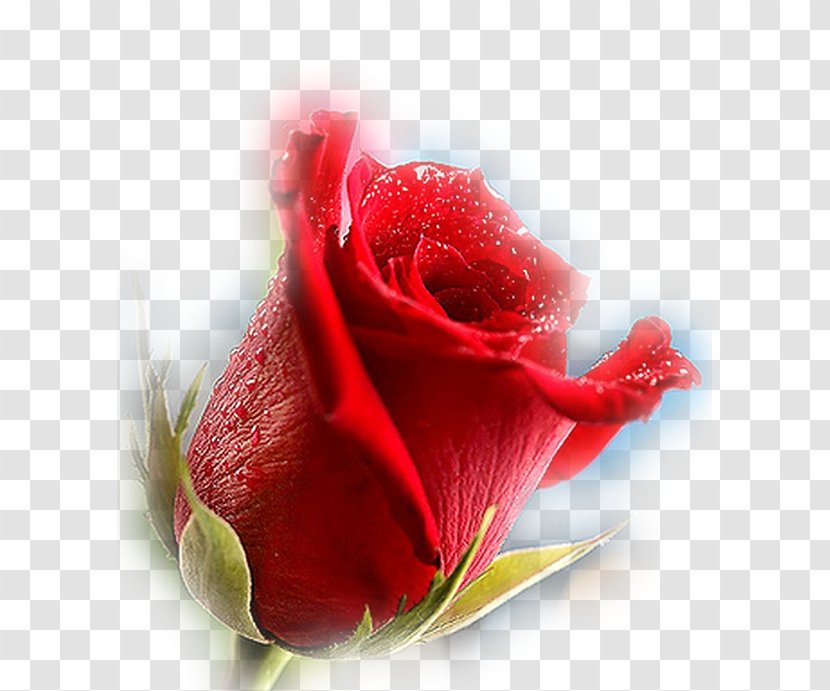 Garden Roses Love - Rose Transparent PNG