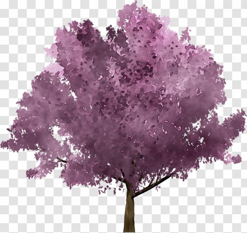 Cherry Blossom Image Stock.xchng Photograph Drawing - Violet - Flower Transparent PNG
