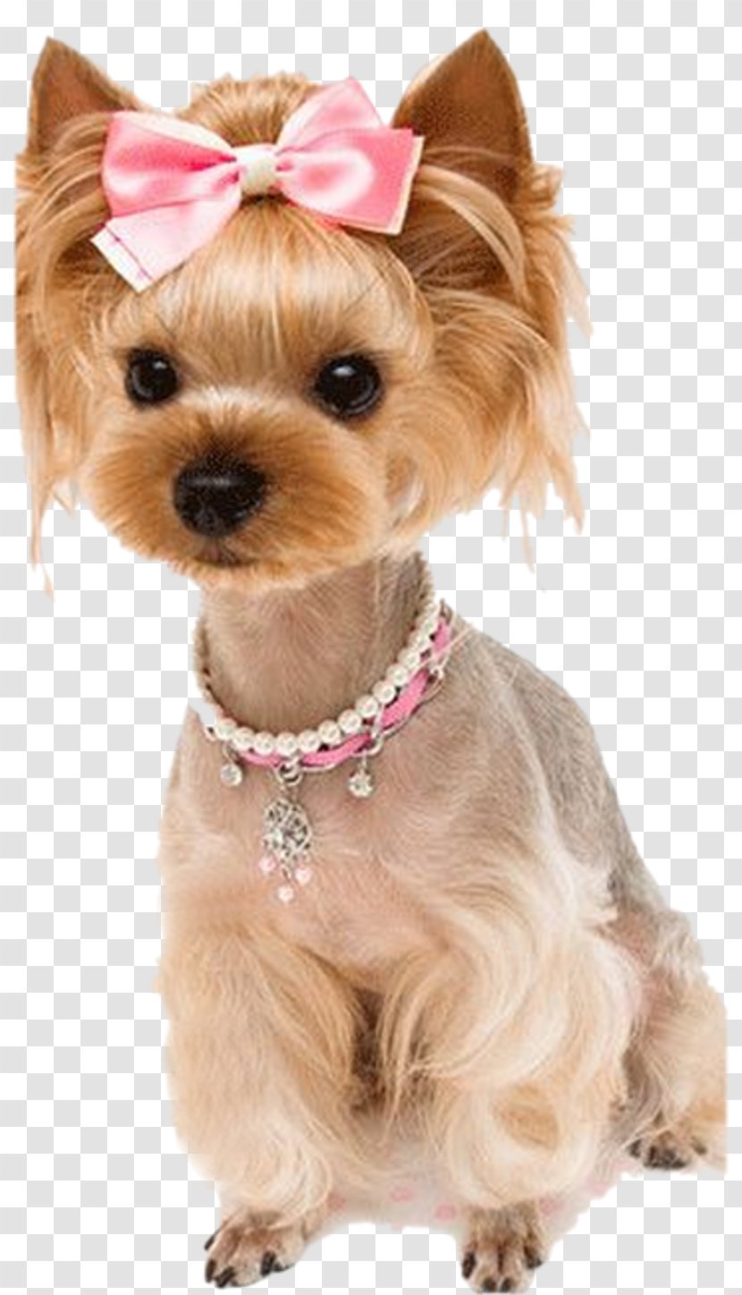 Yorkshire Terrier Australian Silky Morkie Puppy Dog Breed - Love Transparent PNG