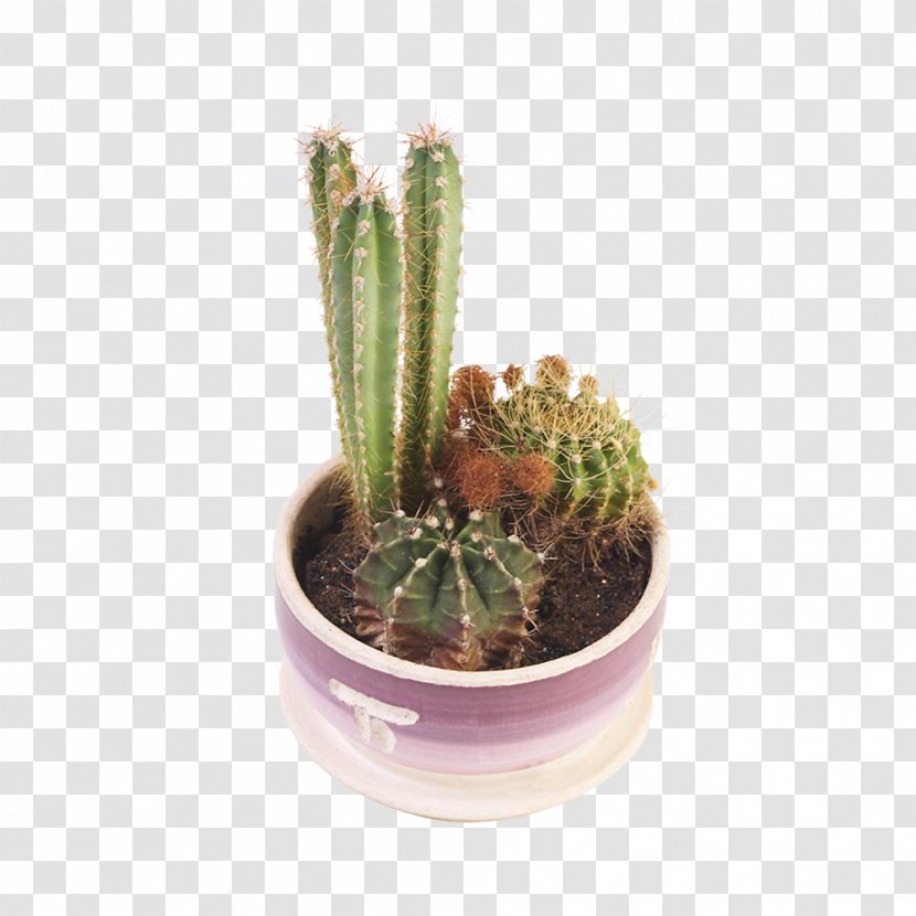 Cactaceae Succulent Plant Flowerpot Stenocereus Thurberi - Pink Potted Cactus Transparent PNG