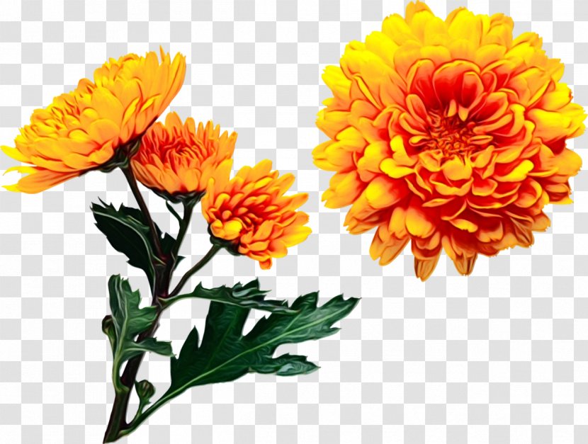 Garden Flowers - Pot Marigold - Perennial Plant Daisy Family Transparent PNG