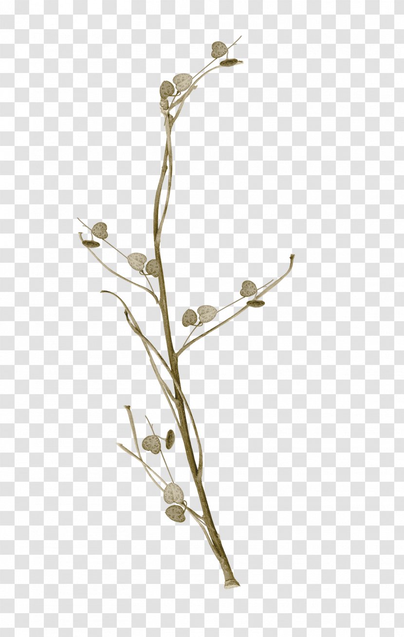 Twig Plant Stem - Branch - Foilage Transparent PNG