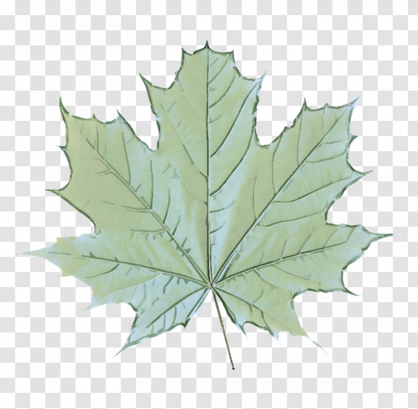 Maple Leaf - Plane - Planetree Family Flowering Plant Transparent PNG