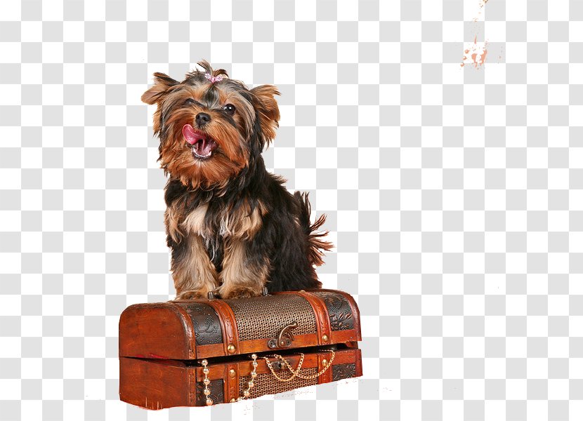 Yorkshire Terrier Puppy Companion Dog Breed Transparent PNG