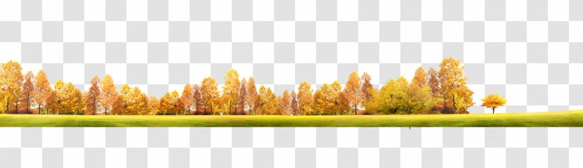 Yellow Computer Wallpaper - Grass - Autumn Colorful Background Transparent PNG