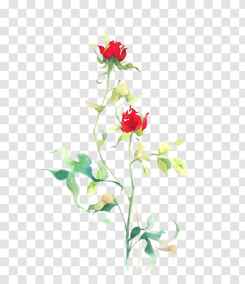 Beach Rose Flower Petal Floral Design Illustration - Cut Flowers - Sunshine Roses Picture Material Transparent PNG
