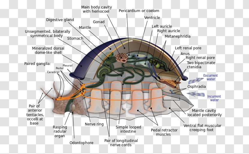 Mantle Mollusc Shell Foot Bivalvia Radula - Frame - Snail Transparent PNG